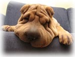 sharpei