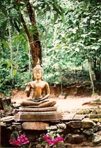 buddhaforest