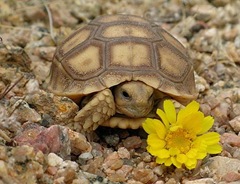 desert tortoise