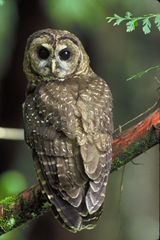 spotted owl