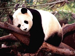 panda-bear