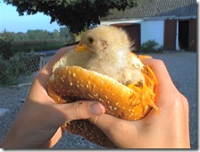 chicken burger