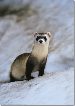 black-footed ferret