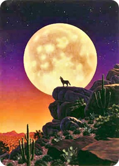 desert wolf
