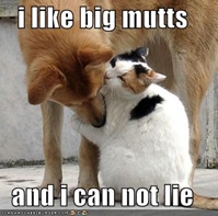 funny-pictures-cat-dog-love-mixalot