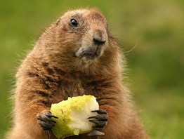 marmot-thumb.jpg