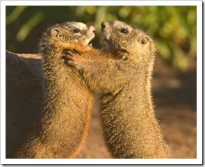 marmot2