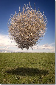 tumbleweed