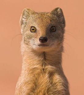 Yellow Mongoose