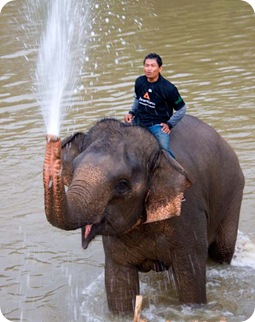 Happy Elephant