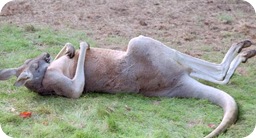 wasted kangaroo