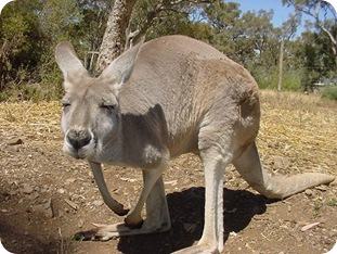 stoned kangaroo