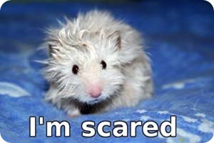 scared-hamster