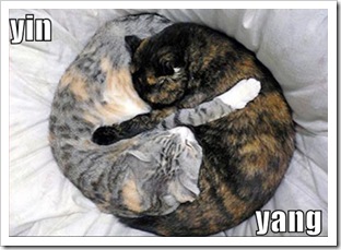 yin yang cats