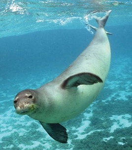 Hawaiian_Monk_Seal