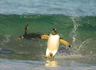 penguin surfing