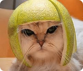 cat-helmet