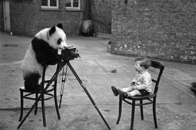 panda-photographer