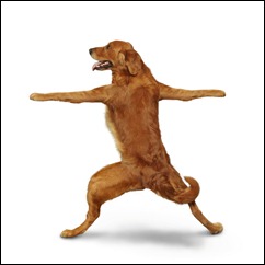 dog doing warrior pose