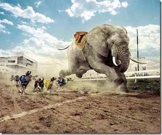 elephant-race