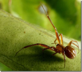 Anelosimus spider (not a dude)