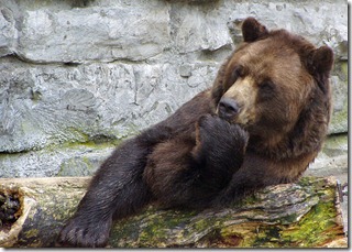 bear thinking