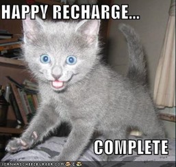 funny-pictures-happy-recharge-grey-kitten